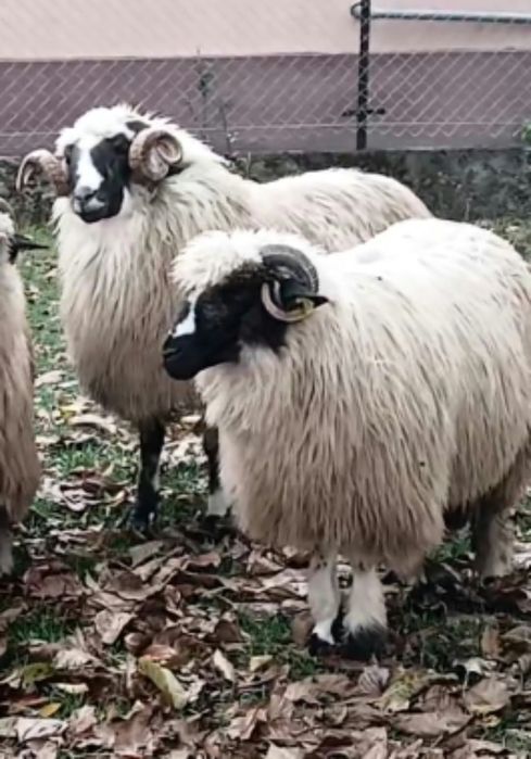 De vânzare  4 bucati