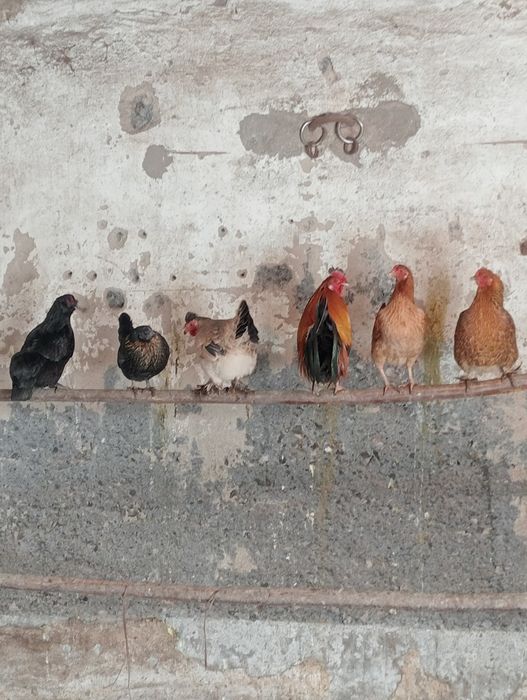 Продам карликовых курей