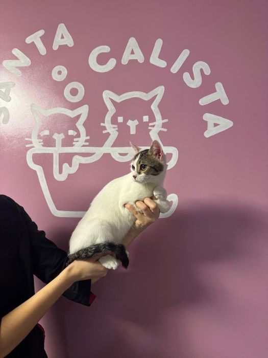 Котенок в добрые руки