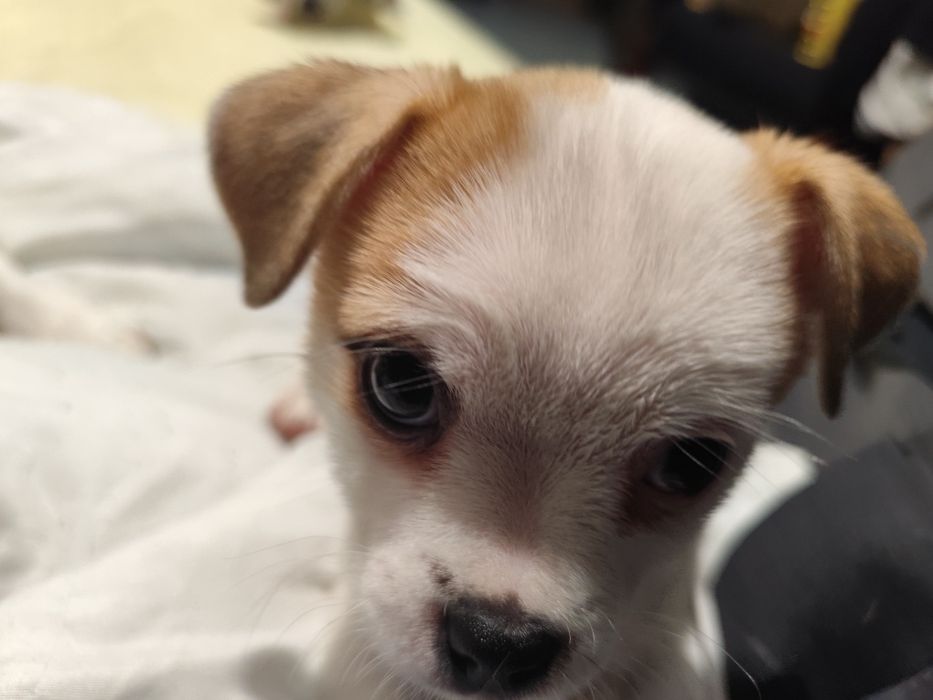 Продавам кученца