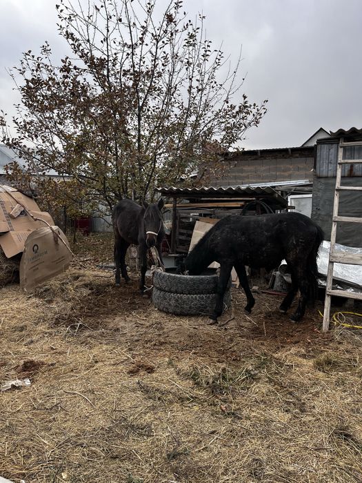 Продам лошадь две штуки