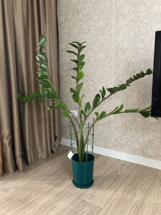 Продам . Большой замиакулькас