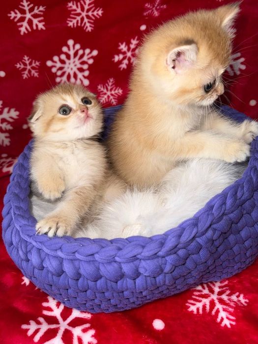 Продам котят. Породы золотая шиншилла