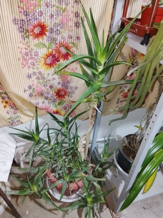 1метирдан котта алое гуллар