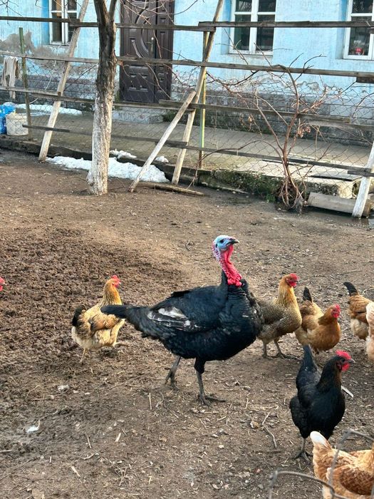 Индюки продам срочна