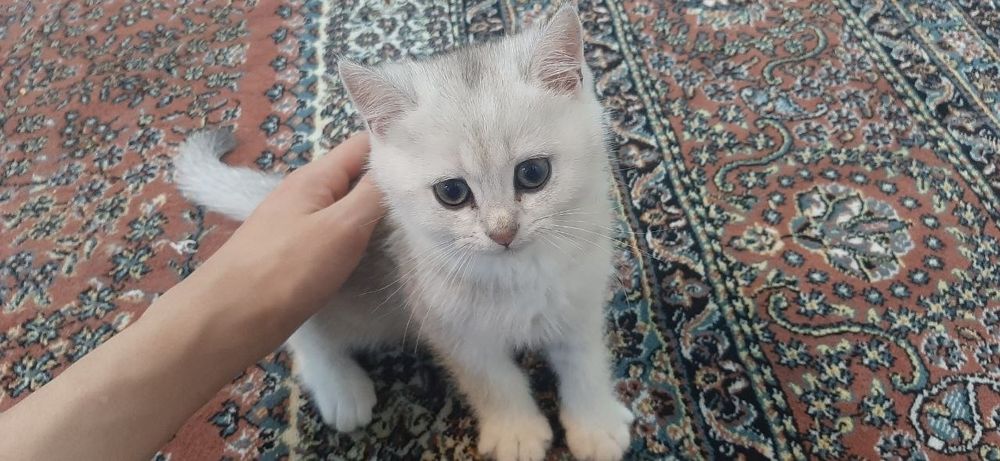 Кот скотиш страйт