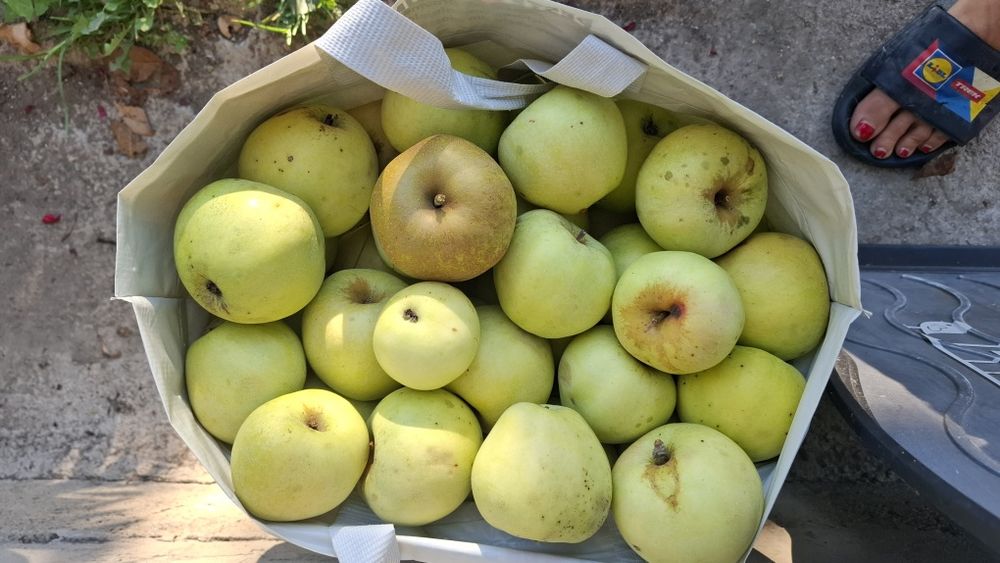Vând mere de grădină