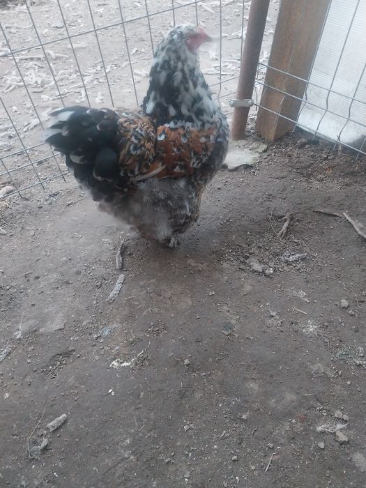 2 cocosi si 4 gaini brahma portelan...locatia Pitesti...