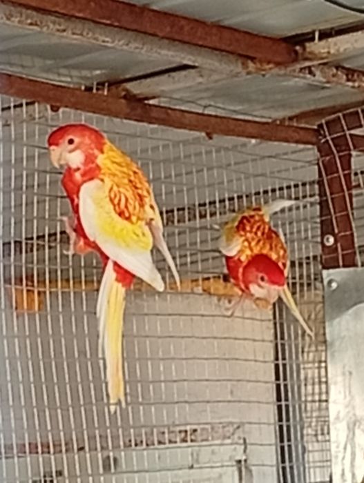 Vând papagali Rosella rubino