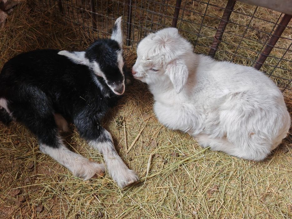 Срочно продам козлят