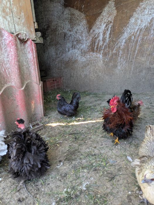 Găini rasă pitice