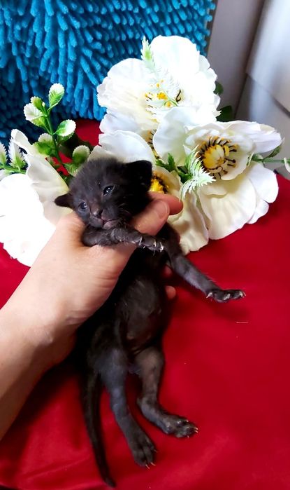 ОРИЕНТАЛЫ - котята, Окрасы разные