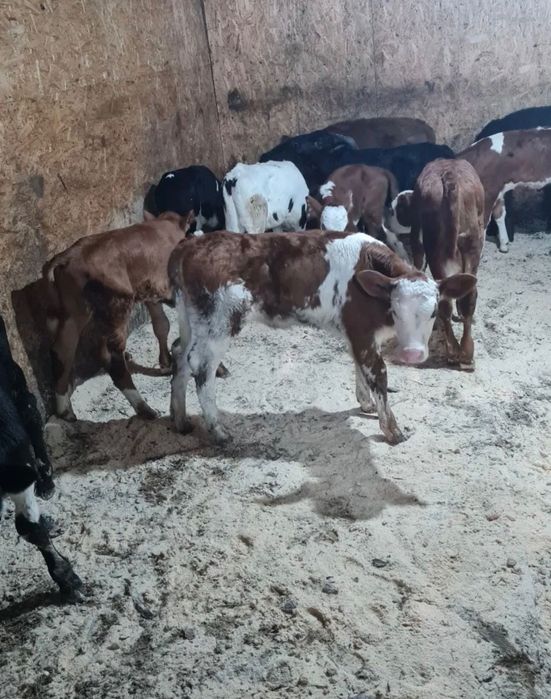 Пролам телят симентал и ангус.