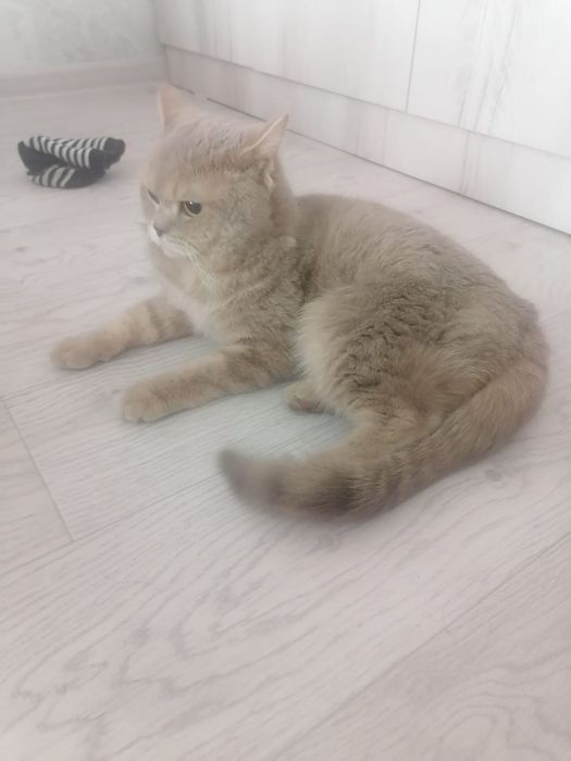 Кот Прямоухий шотландец