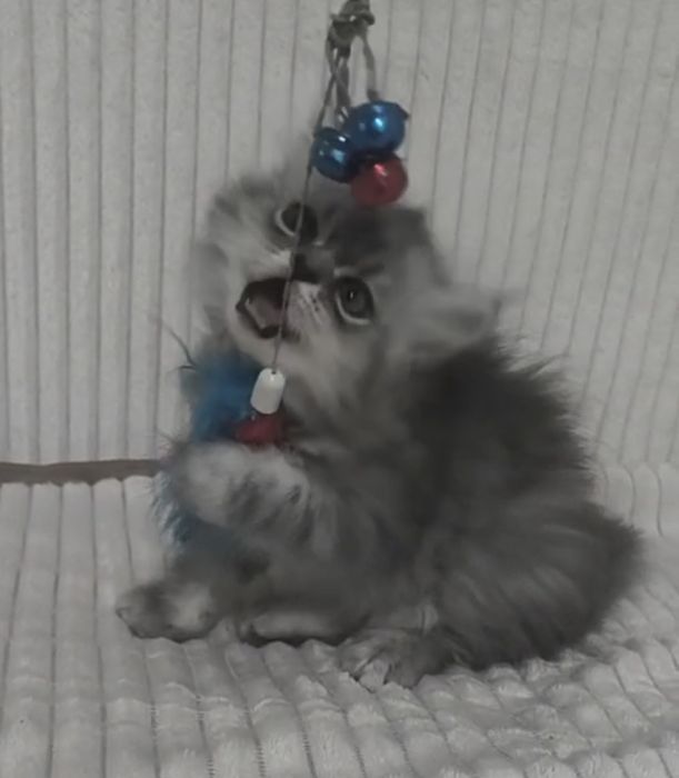 Персидские котята