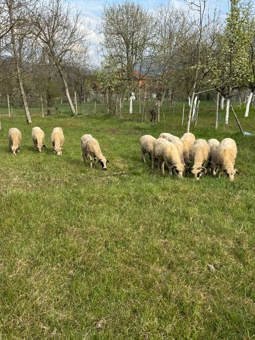 Se vinde 12 oițe  ‼️