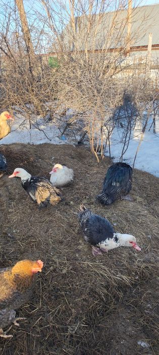 Продам индоуток цена 8000