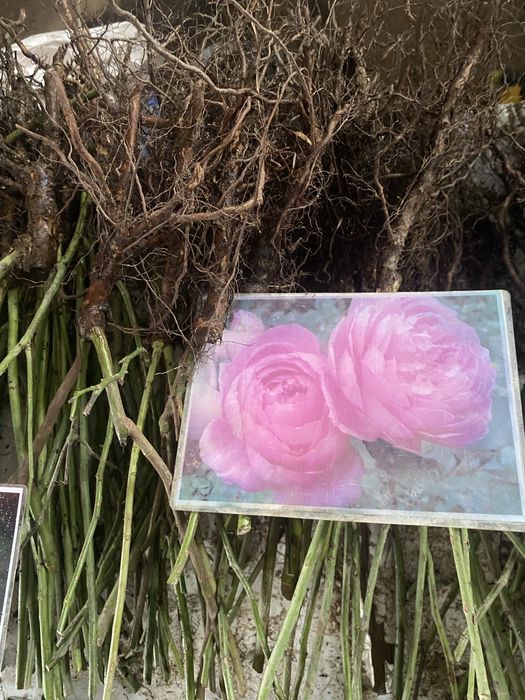 Роза көшеттері..