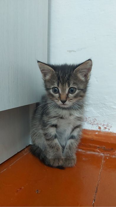 Котик,1 годик,девочка