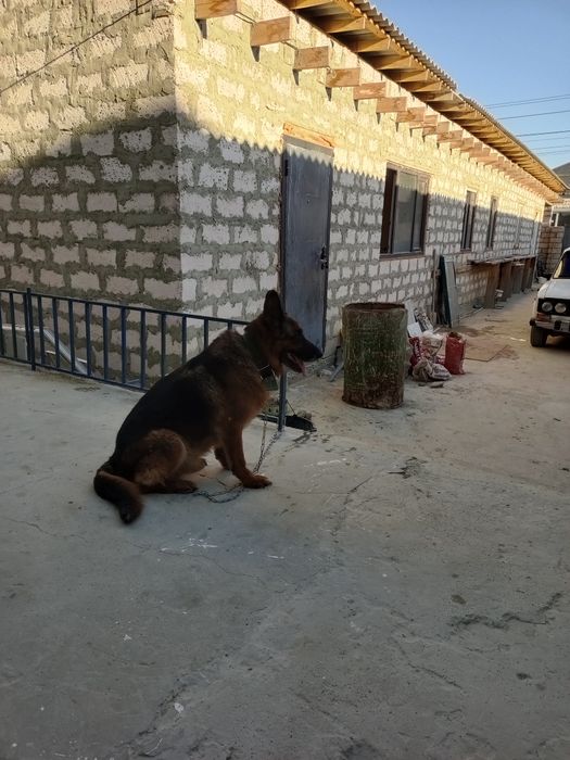 Вязка крупной немец
