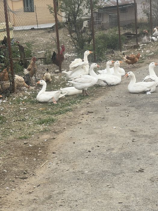 Vand gaste de rasa ,  Toulousee