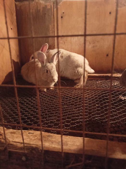 Продаю молодых крольчат