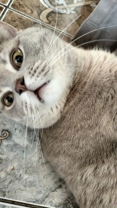 Отдам кота в добрые руки!