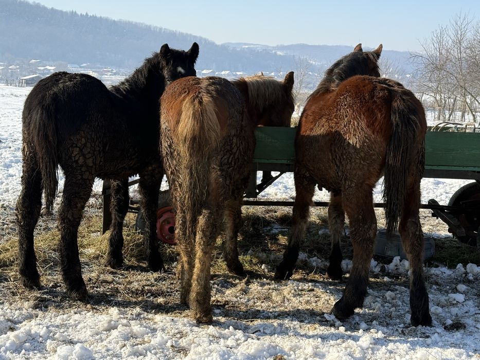Vând un mânz de aproximativ 8 luni