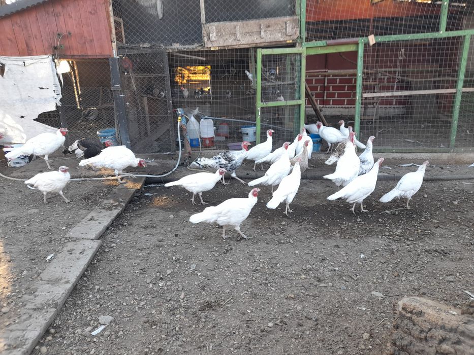 Curcani și curci de vanzare