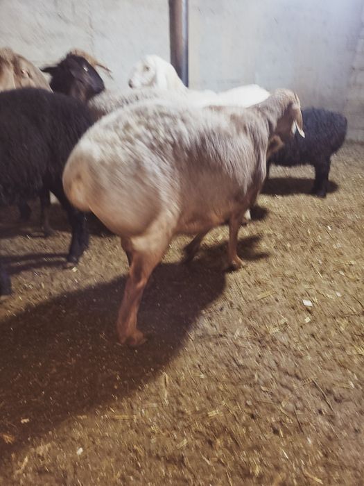 Sovluq qòylar sotiladi