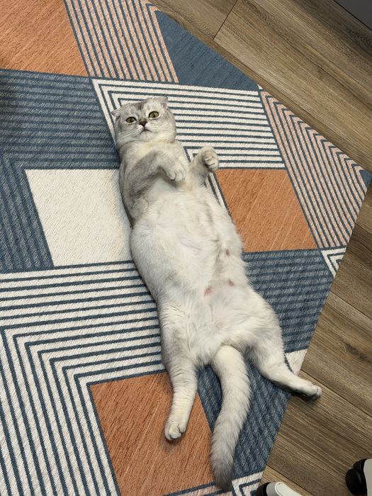 Бронь на скотиш фолд