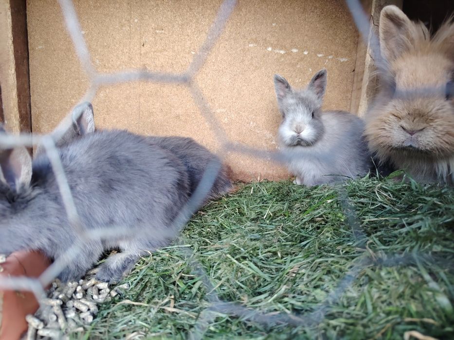 Vând pui iepuri cap de leu