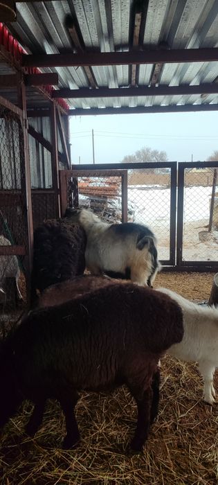 Продам альпийского козла