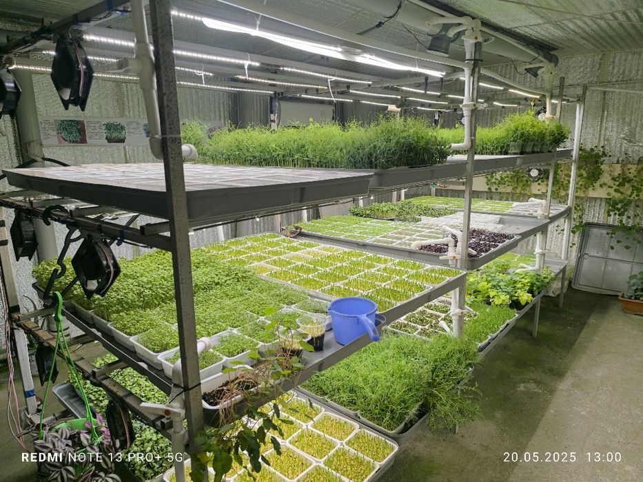 Yuz foiz tabir juda kuchli quvvatga ega maxsus zelenlar fastavks bor