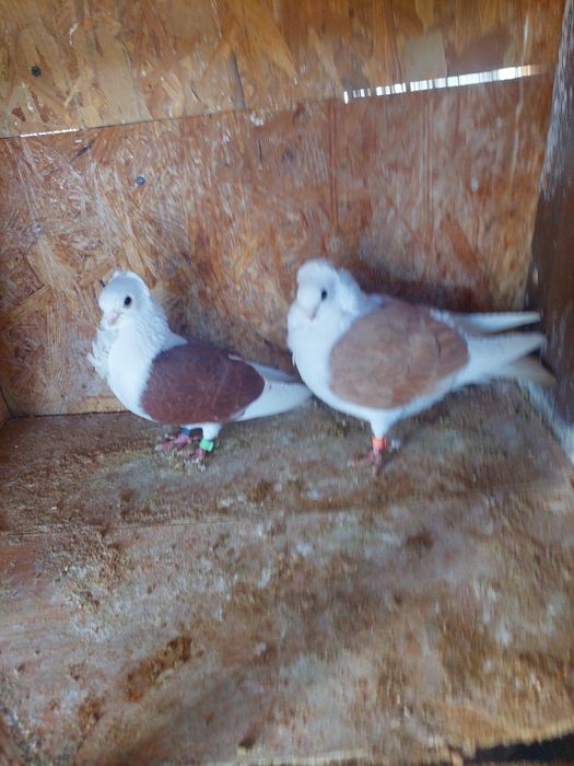 Porumbei de vânzare