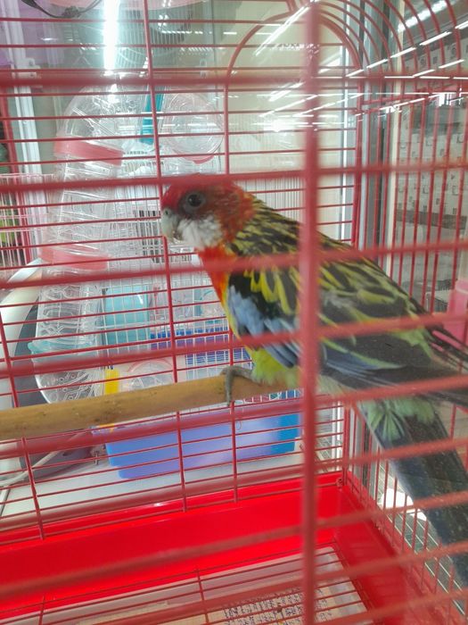 Розелла попугай.