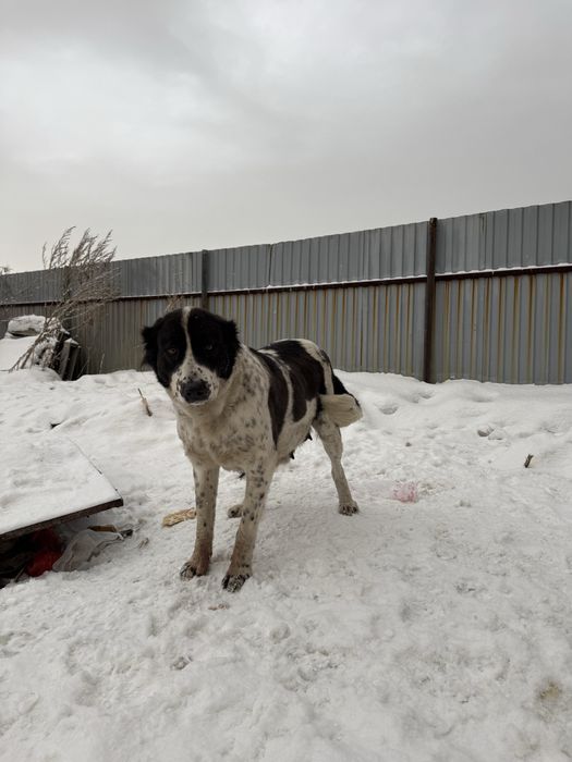 Продам чистокровного Алабая