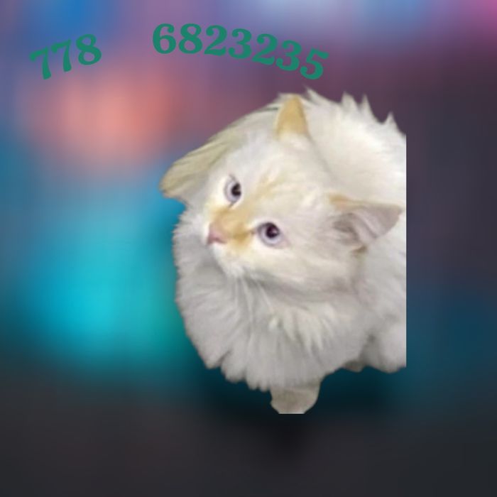 Котик молодой красивый