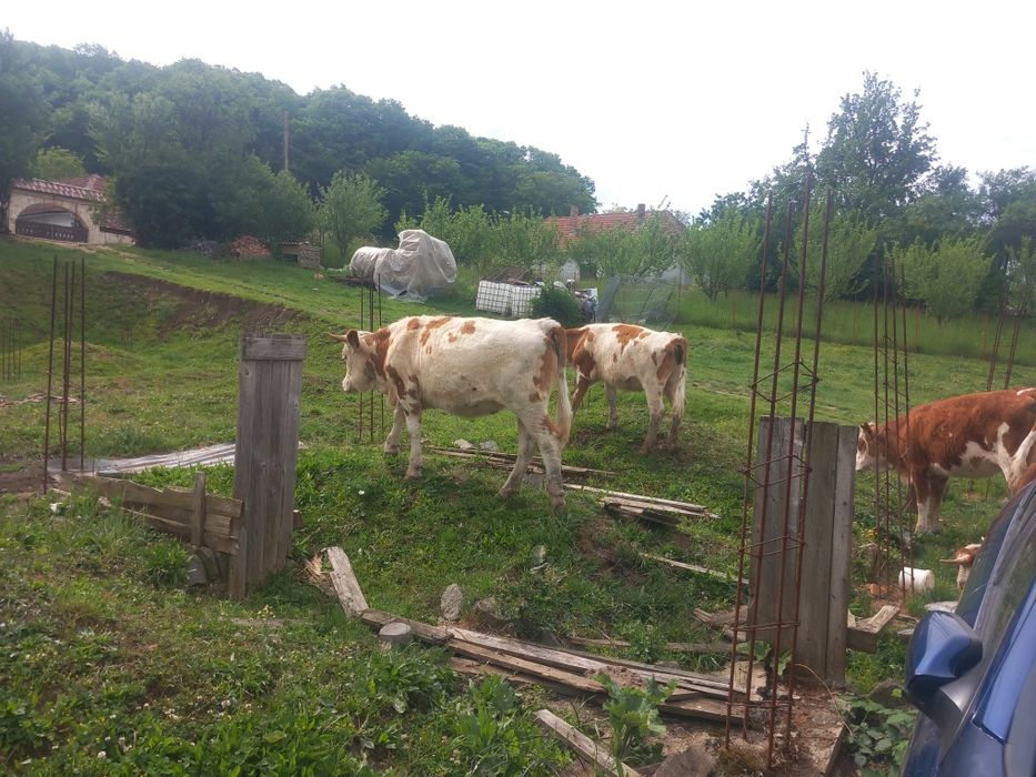 Vaci juninci tăuraș