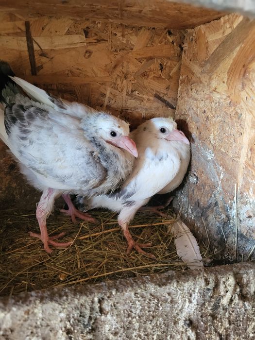 Voiajori stilul vechi