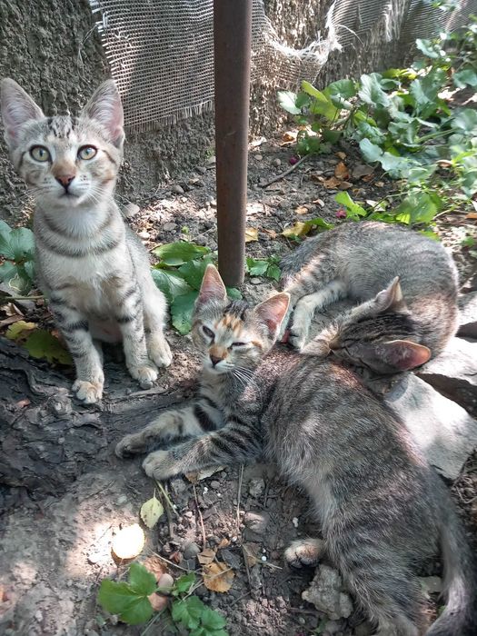 pisoi jucausi si dragalasi
