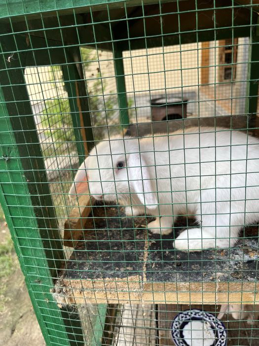 Karlik quyon bolalar uchun ajoyib sovga