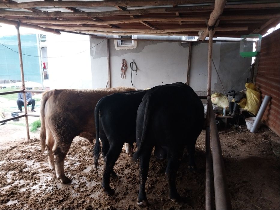 Qoramol sotiladi buqalar Сментал/Ангус/Авликол/