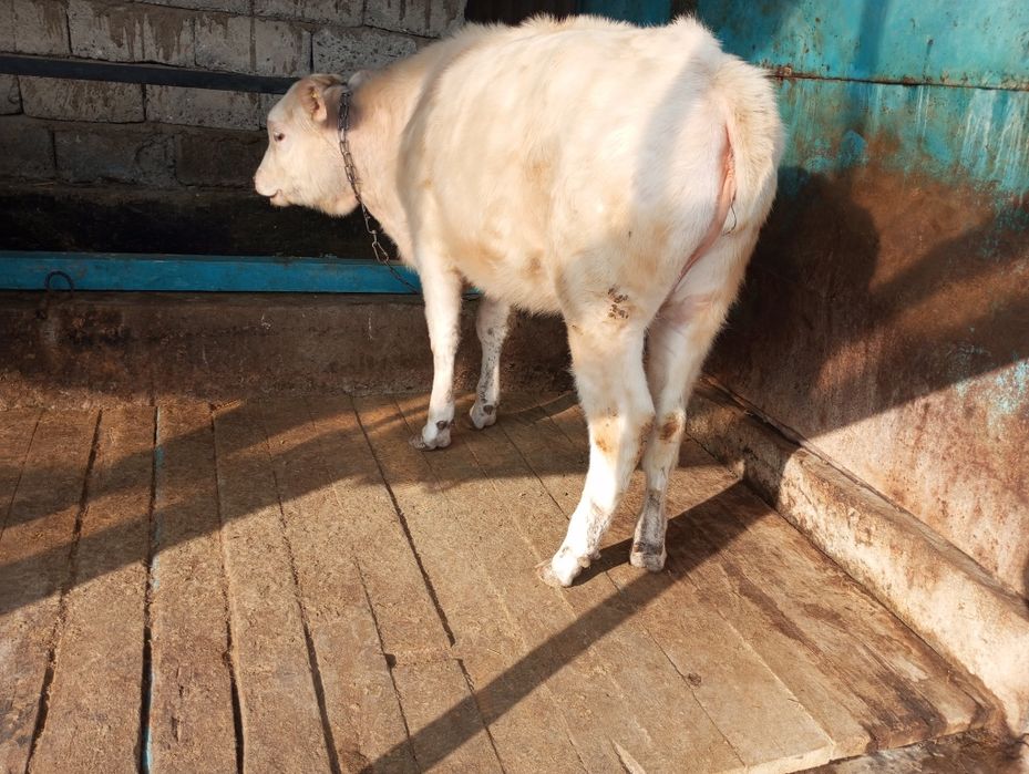 Продам телку аляколь