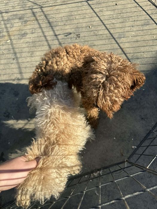 Мъжко той пуделче