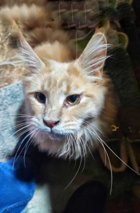 кошки МЕЙНКУН 5мес мальчик и девочка с документами