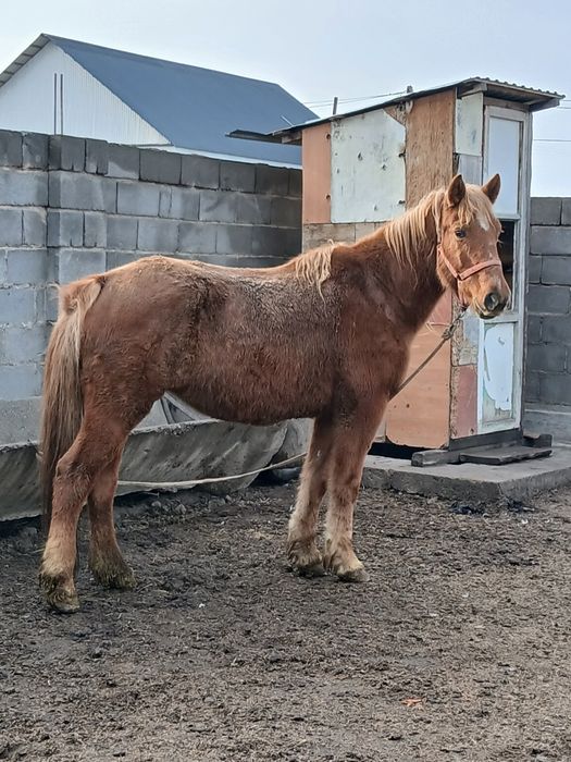 Жылқы ,кабыла,бие аткормда тұр