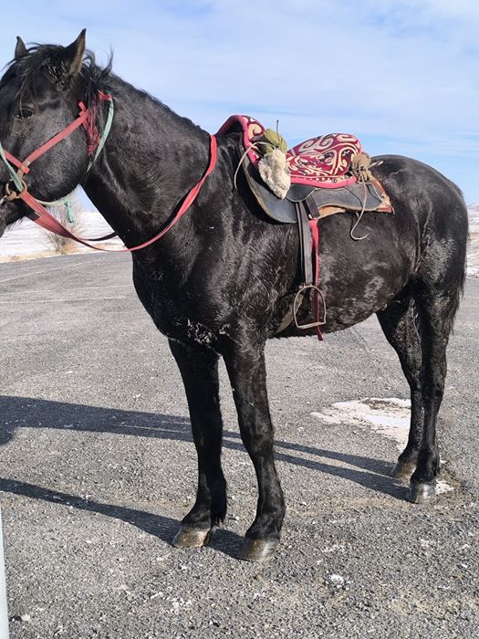 Айгыр мощный! дерзкий