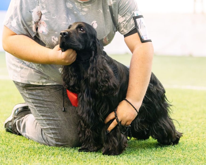 Английский кокер спаниель