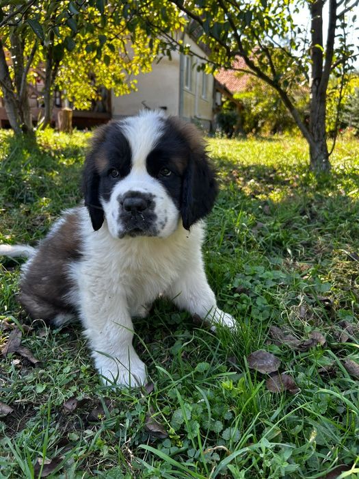 Saint Bernard pui de 9 săptămâni